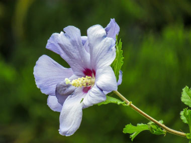 hibiscus flower