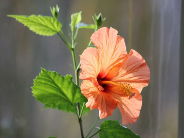 hibiscus