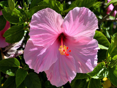 pink hibiscus