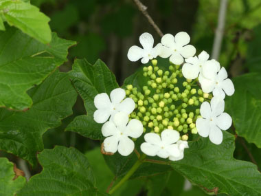 Viburnum opulus var americanum