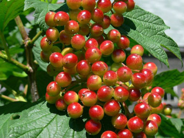 american highbush cranberry