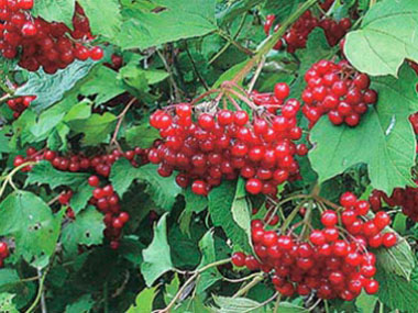 highbush cranberries
