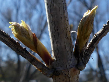 highbush cranberry buds