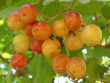 highbush cranberry drupes