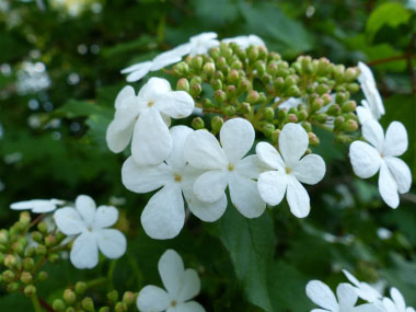 highbush cranberry flowers