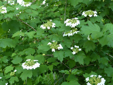 highbush cranberry in bloom