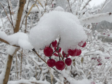 highbush cranberry in winter