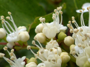 highbush cranberry inner flowers