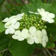 Highbush Cranberry