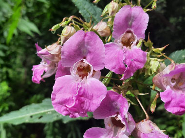 himalayan balsam flowers