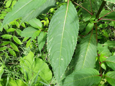 himalayan balsam leaf