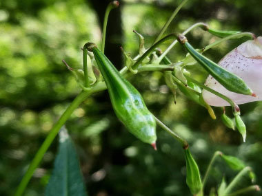 himalayan balsam seedpod