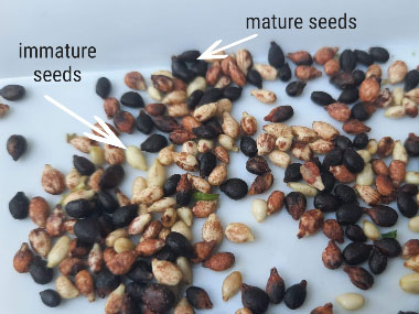 himalayan balsam seeds