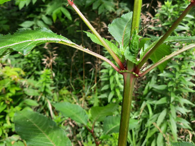 himalayan balsam stems