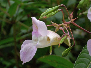 impatiens glandulifera flower