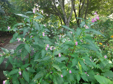 impatiens glandulifera