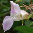 Himalayan Balsam