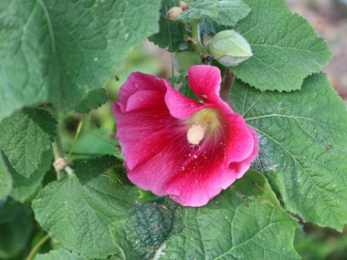 hollyhock leaves