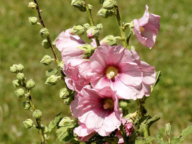 pink hollyhock