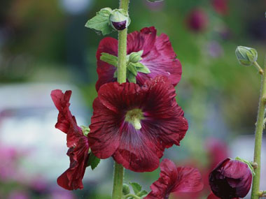 red hollyhock