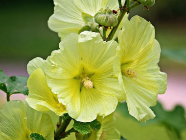 yellow hollyhock