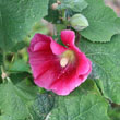 Hollyhock