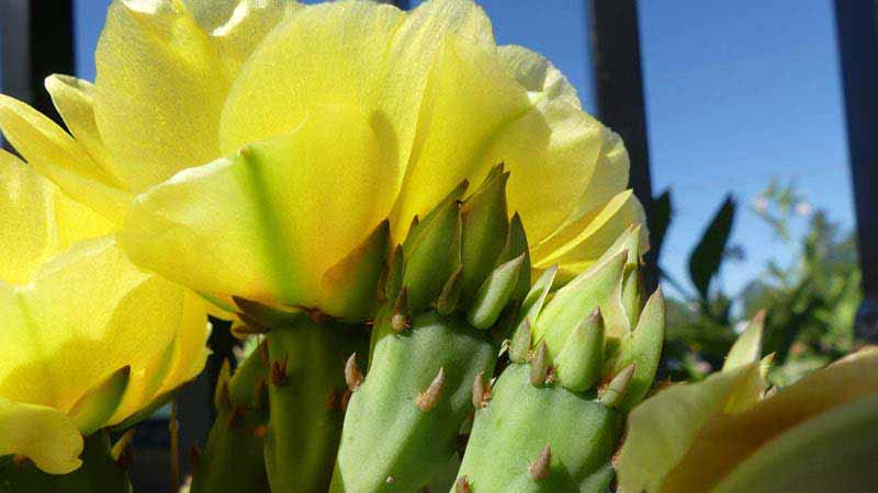 Prickly Pear Cactus