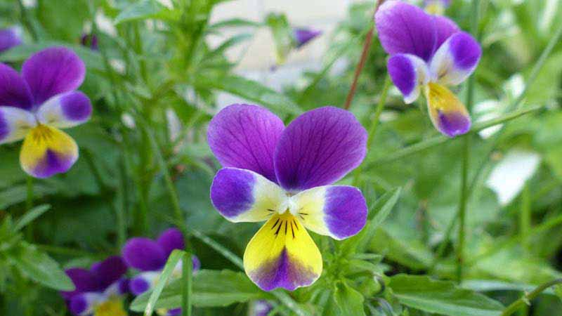 Heart's Ease Violet