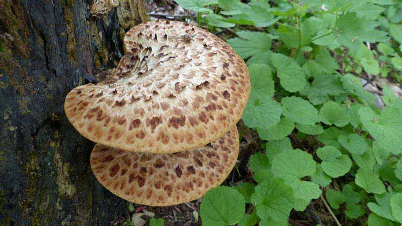 Dryad's Saddle