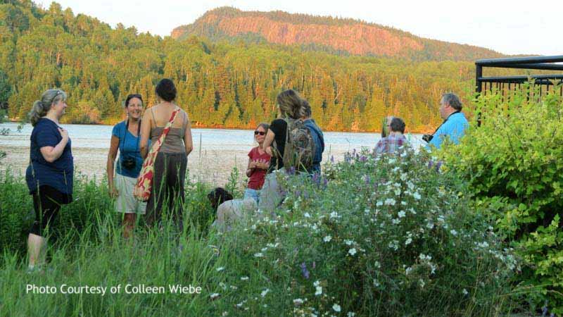 Wild Edibles Walk