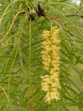 Honey mesquite flowers