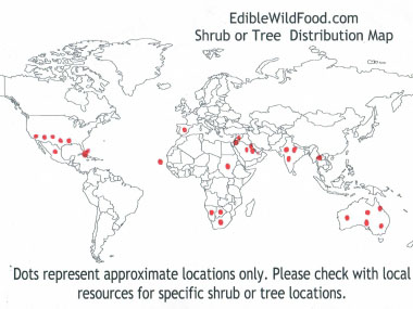 honey mesquite distribution