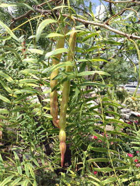 honey mesquite pods