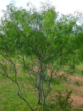 honey mesquite tree