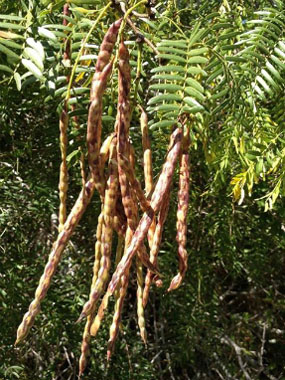 honey mesquite