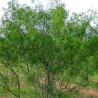 Honey Mesquite