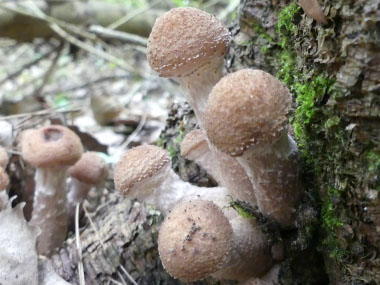 Armillaria mellea