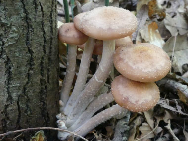 honey fungus