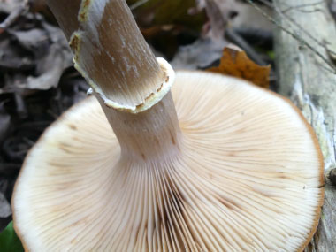 honey mushroom gills