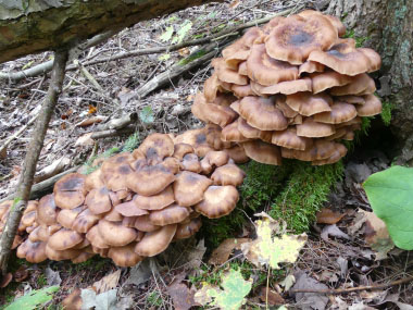 older honey mushrooms