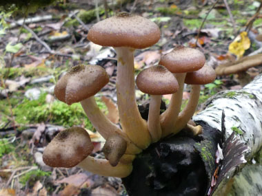 young honey mushrooms