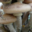 Honey Mushroom