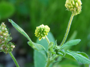 hop clover flowers