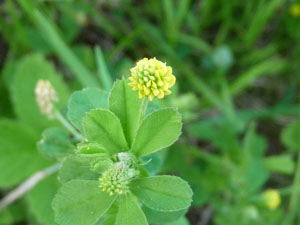 hop clover leaves