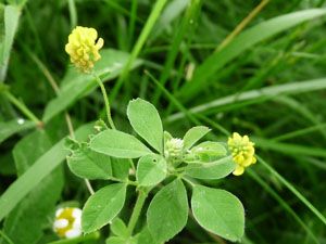 hop clover plant