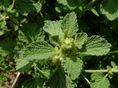 Marrubium vulgare leaves