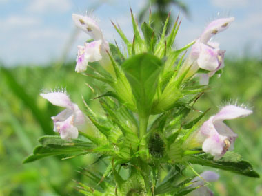 horehound flowers