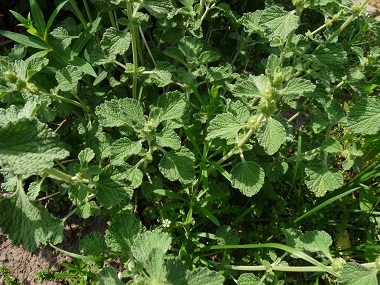 horehound