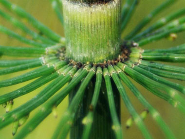 field horsetail leaves