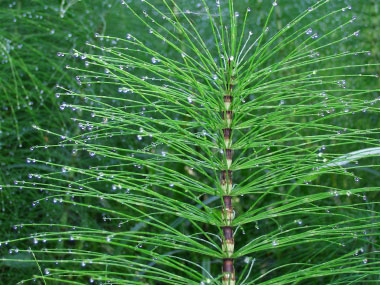 field horsetail